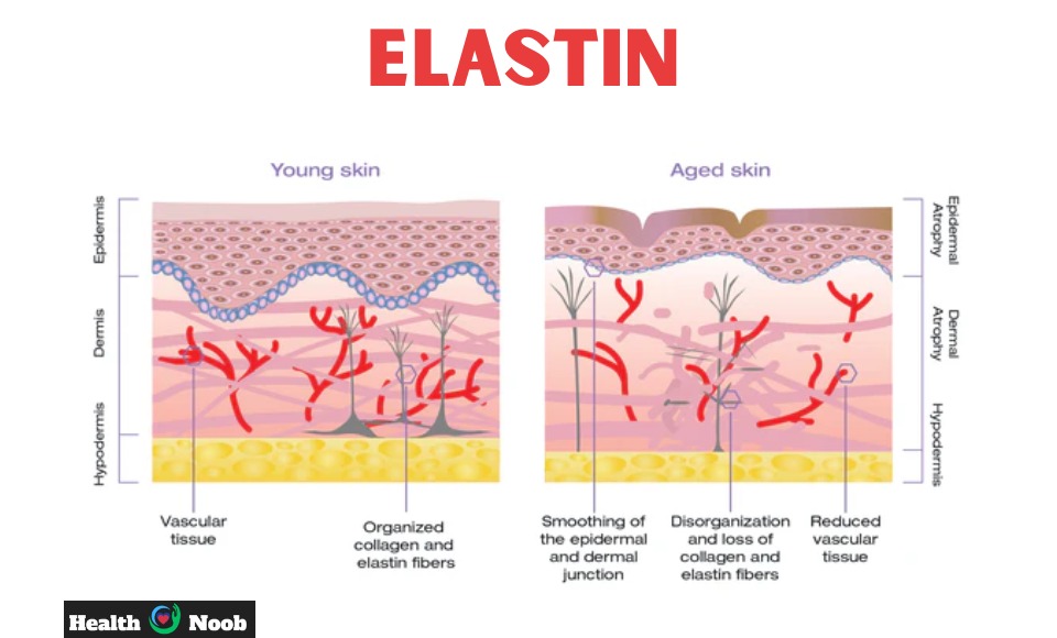 elastin skin care 